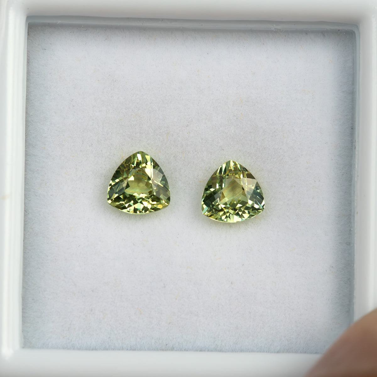 The yellow-green natural sapphire pair resting side by side in a white gem tray, with both face-up outlines visible.