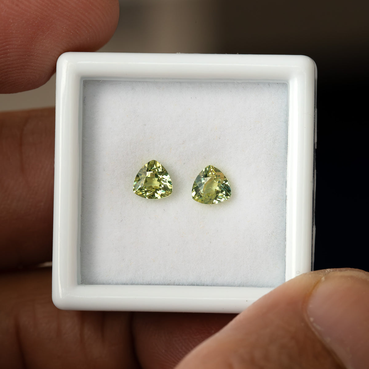 Closer view of the two sapphires in a hand-held white tray, with fingers visible around the tray for scale.