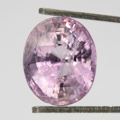Pink oval sapphire held upright in tweezers, with the crown, table and visible internal features in view.