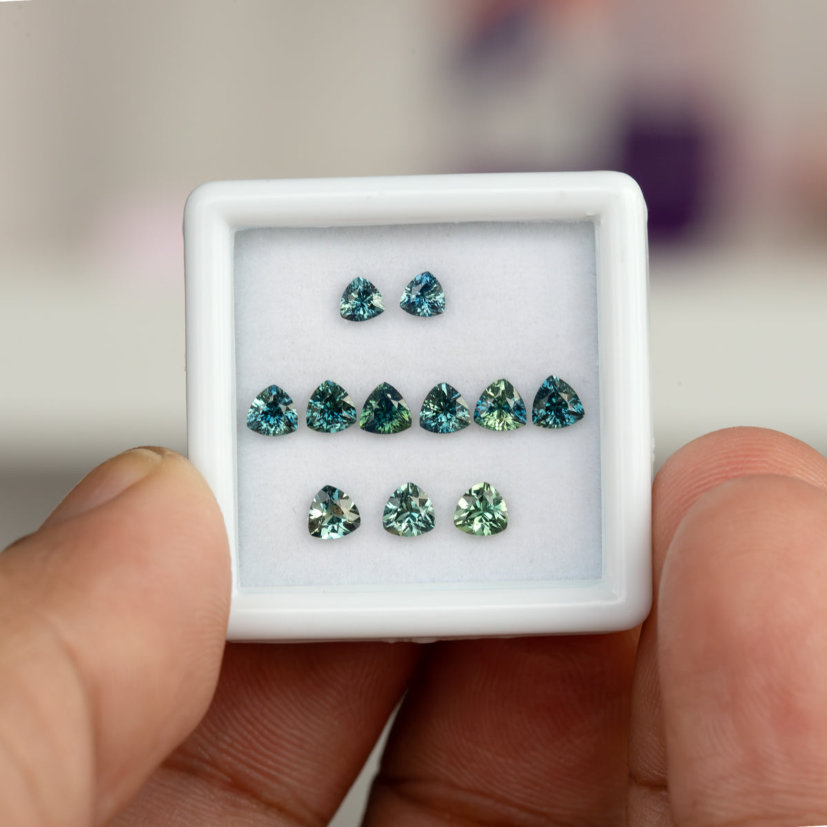 Full display-box view of small natural teal trillion sapphires held between fingers for scale.